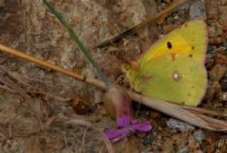 Sar Azamet (Colias croceus)