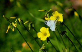 Da Oykls (Euchloe ausonia)