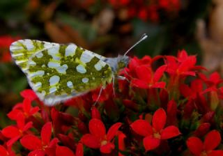 Da Oykls (Euchloe ausonia)