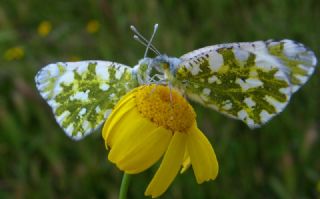 Da Oykls (Euchloe ausonia)