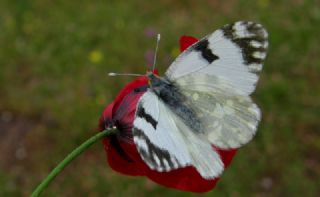 Da Oykls (Euchloe ausonia)