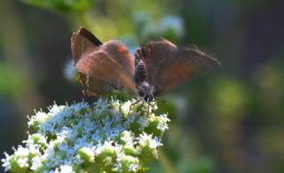 Gzel Sevbeni (Satyrium spini)