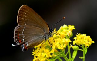 Byk Sevbeni (Satyrium ilicis)