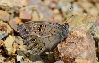 Aa Esmeri (Kirinia roxelana)