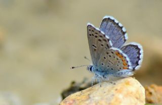 Himalaya Mavisi (Pseudophilotes vicrama)