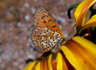 Gzel parhan (Melitaea trivia)