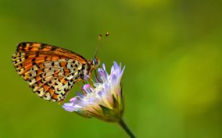Gzel parhan (Melitaea trivia)