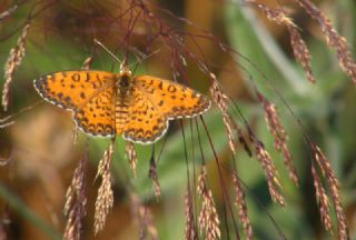 Gzel parhan (Melitaea trivia)