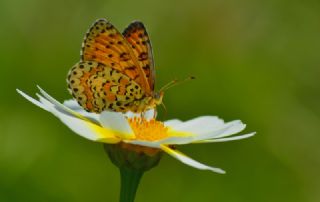 Gzel parhan (Melitaea trivia)