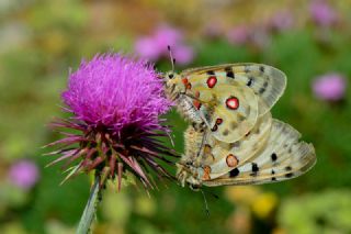 Apollo (Parnassius apollo)