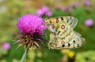 Apollo (Parnassius apollo)