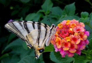 Erik Krlangkuyruk (Iphiclides podalirius)