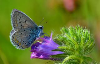 okgzl Mavi (Polyommatus icarus)