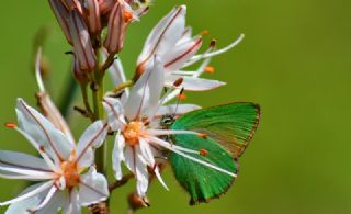 Z�mr�t&nbsp;(Callophrys&nbsp;rubi)