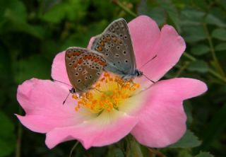 okgzl Meneke Mavisi (Polyommatus thersites)