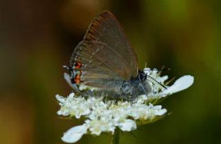 Minik Sevbeni (Satyrium acaciae)