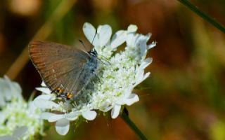 Minik Sevbeni (Satyrium acaciae)