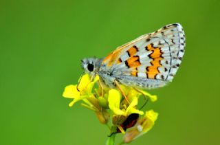 Sarbandl Zpzp (Pyrgus sidae)