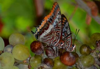 ift Kuyruklu Paa (Charaxes jasius )