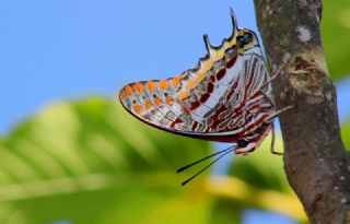 ift Kuyruklu Paa (Charaxes jasius )