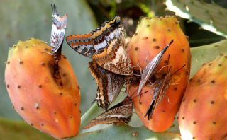 ift Kuyruklu Paa (Charaxes jasius )