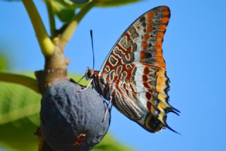 ift Kuyruklu Paa (Charaxes jasius )