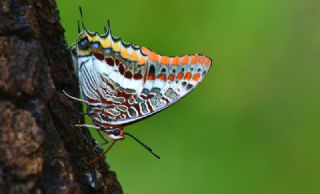 ift Kuyruklu Paa (Charaxes jasius )