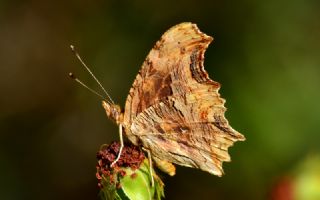 Anadolu Yrtkprt (Inachis egea)