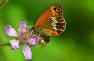 Funda Zpzp Perisi (Coenonympha arcania)