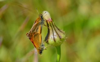 Sar Antenli Zpzp (Thymelicus sylvestris)