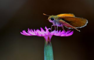 Sar Antenli Zpzp (Thymelicus sylvestris)