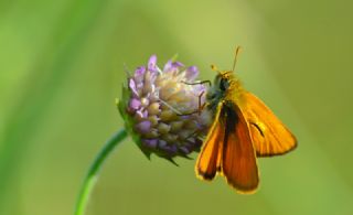 Sar Antenli Zpzp (Thymelicus sylvestris)