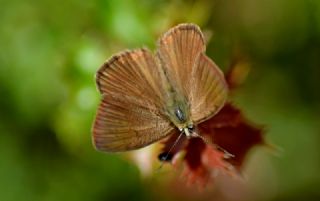 Anormal okgzl (Polyommatus admetus)