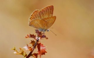 Anormal okgzl (Polyommatus admetus)