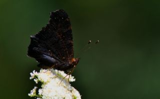 Tavus Kelebei (Inachis io)
