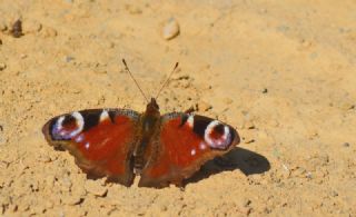 Tavus Kelebei (Inachis io)