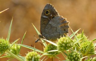 Aa Karamelei (Hipparchia statilinus)