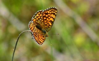 Cezayirli parhan (Melitaea ornata)