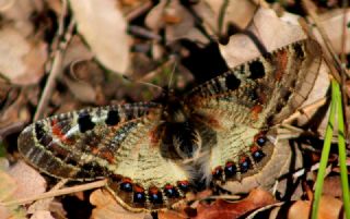 Yalanc Apollo (Archon apollinus)