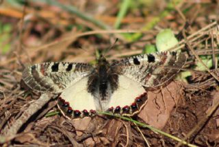 Yalanc Apollo (Archon apollinus)