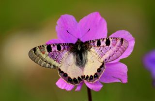 Yalanc Apollo (Archon apollinus)