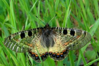 Yalanc Apollo (Archon apollinus)