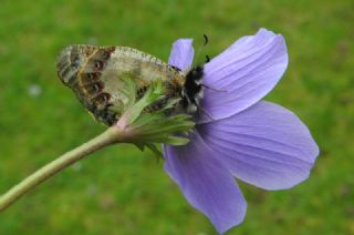 Yalanc Apollo (Archon apollinus)