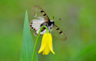 Yalanc Apollo (Archon apollinus)