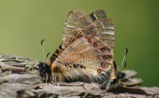 Yalanc Apollo (Archon apollinus)