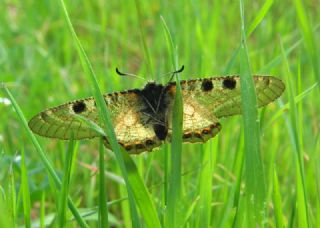 Yalanc Apollo (Archon apollinus)