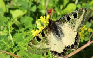 Yalanc Apollo (Archon apollinus)