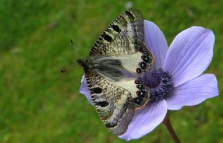 Yalanc Apollo (Archon apollinus)