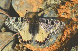 Yalanc Apollo (Archon apollinus)