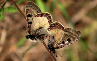 Yalanc Apollo (Archon apollinus)